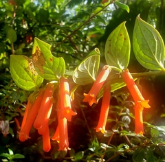 Macleania bullata