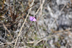 Utricularia uniflora