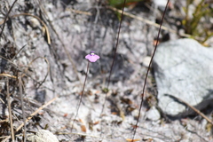 Utricularia uniflora
