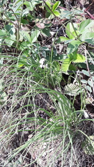 Allium vodopjanovae