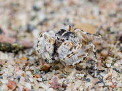 Yllenus turkestanicus