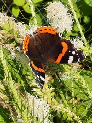 Vanessa atalanta