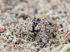 Yllenus turkestanicus