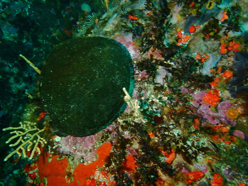 Image of Codium papenfussii by (c) Peter Southwood, some rights reserved (CC BY-SA)