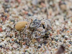 Yllenus turkestanicus