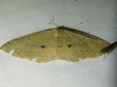 Poecilasthena anthodes