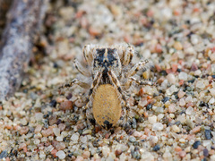 Yllenus turkestanicus