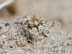 Yllenus turkestanicus