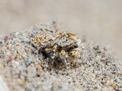 Yllenus turkestanicus