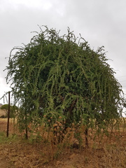 Ehretia rigida nervifolia