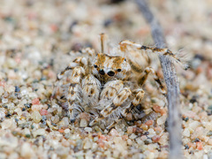 Yllenus turkestanicus