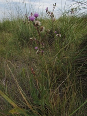 Cirsium alatum