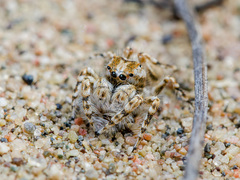 Yllenus turkestanicus