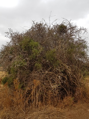 Ehretia rigida nervifolia