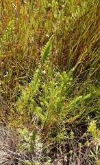 Erica intermedia albiflora