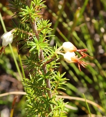 Erica intermedia albiflora
