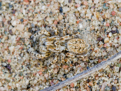 Yllenus turkestanicus