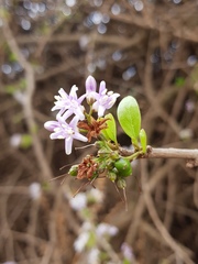 Ehretia rigida nervifolia