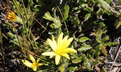 Cullumia aculeata sublanata