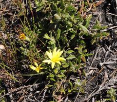 Cullumia aculeata sublanata