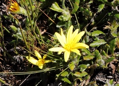 Cullumia aculeata sublanata