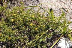 Cullumia aculeata sublanata