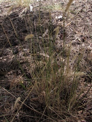 Agropyron cristatum