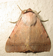 Hypopyra africana