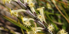 Struthiola fasciata