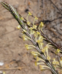 Struthiola fasciata