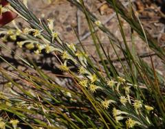 Struthiola fasciata