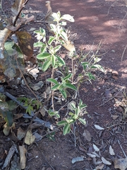 Solanum subumbellatum