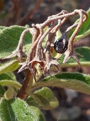 Solanum subumbellatum