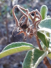 Solanum subumbellatum