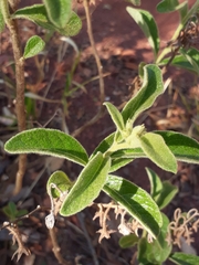 Solanum subumbellatum