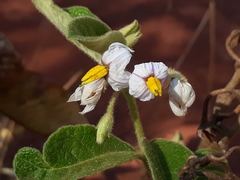 Solanum subumbellatum