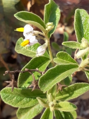 Solanum subumbellatum