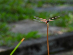 Tramea transmarina