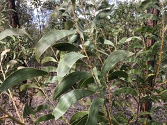 Acacia crassa