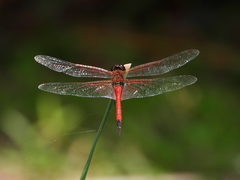 Tramea transmarina