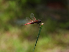 Tramea transmarina