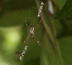 Argiope dang