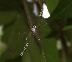 Argiope dang