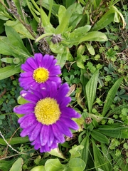 Aster alpinus