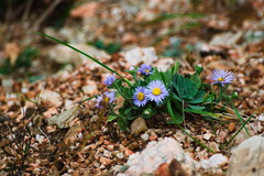 Aster spathulifolius