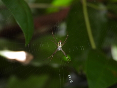 Argiope dang