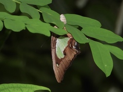 Polyura hebe plautus