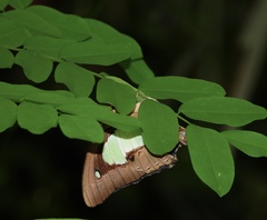 Polyura hebe plautus