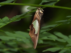 Polyura hebe plautus