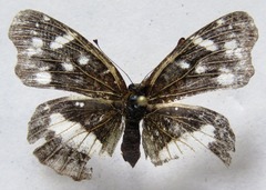 Anthanassa drusilla lelex